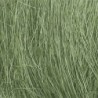 WFG174 - Medium Green Field Grass